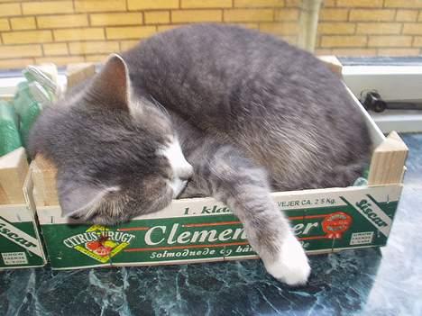 Blanding af racer ninna billede 4