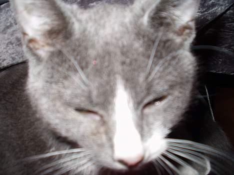 Blanding af racer kritte billede 1