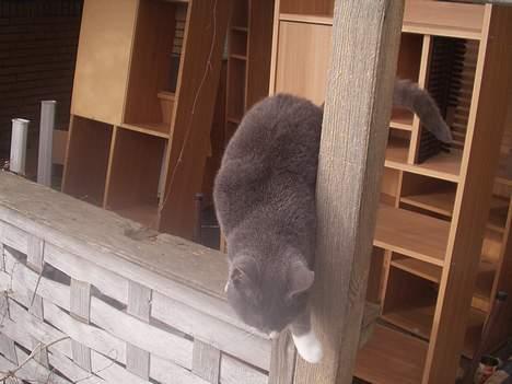 Blanding af racer kritte billede 2