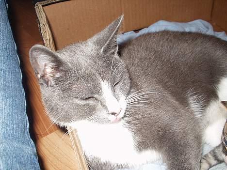 Blanding af racer kritte billede 3