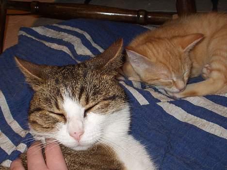 Blanding af racer spide.. død.. - .. billede 1