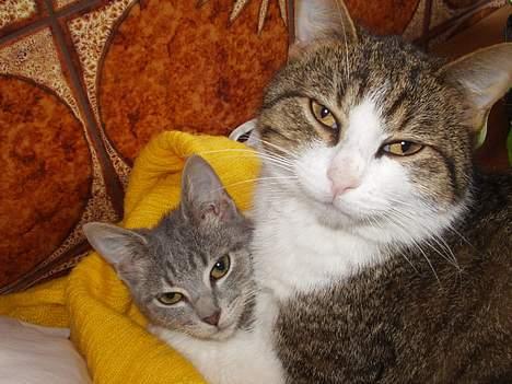 Blanding af racer spide.. død.. - jeg ligger godt billede 2