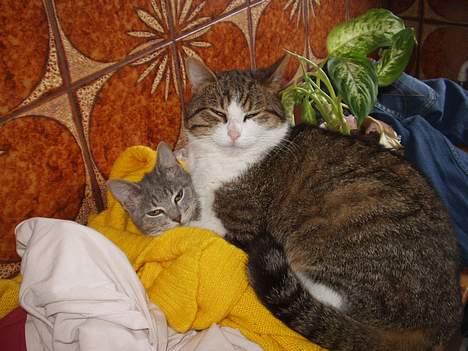 Blanding af racer spide.. død.. - hallo kan ikk få luft her nede billede 4