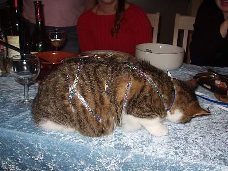 Blanding af racer spide.. død.. - juleaften.. spide sidder og spiser billede 3