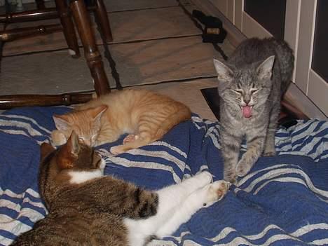 Blanding af racer spide.. død.. - ZZZzzzz billede 5