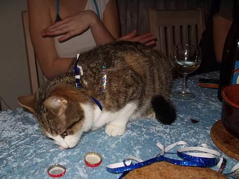 Blanding af racer spide.. død.. - Mad!! billede 6