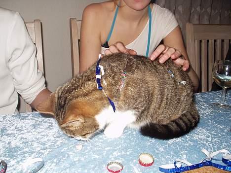 Blanding af racer spide.. død.. - er igang med at pynte ham billede 7