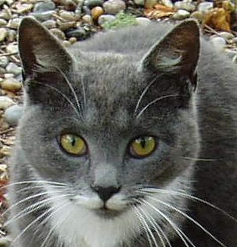 Blanding af racer † Toyota †   Død  # billede 1