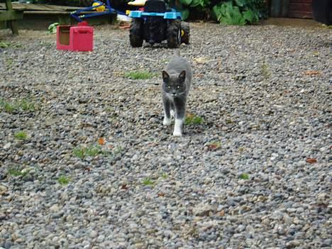 Blanding af racer † Toyota †   Død  # billede 2