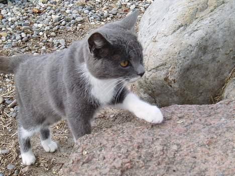 Blanding af racer † Toyota †   Død  # billede 3