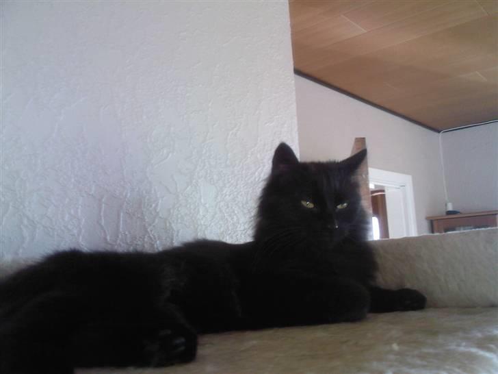 Blanding af racer Pjuske - slapper lidt af billede 1