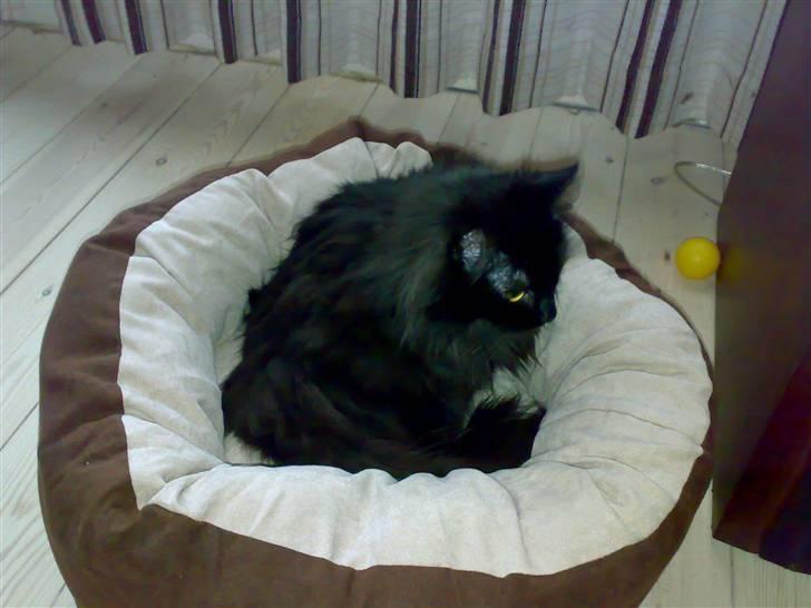 Blanding af racer Pjuske - har fået en ny seng,dejlig blød billede 2