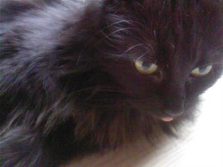 Blanding af racer Pjuske - kan i se min tunge... billede 3