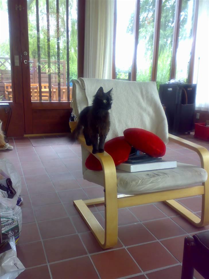 Blanding af racer Pjuske - er næsten lig flytte til dette hus, masser af udsigt billede 4