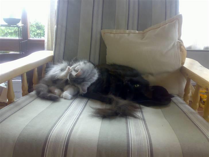 Blanding af racer Pjuske - den gang pjusk var størst billede 5