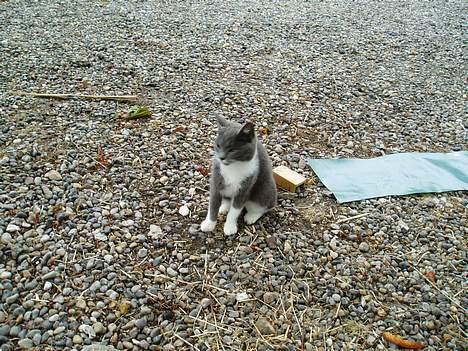 Blanding af racer † Toyota †   Død  # billede 4