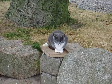 Blanding af racer † Toyota †   Død  # billede 5