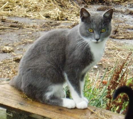 Blanding af racer † Toyota †   Død  # billede 6