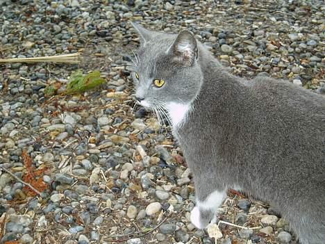 Blanding af racer † Toyota †   Død  # billede 7