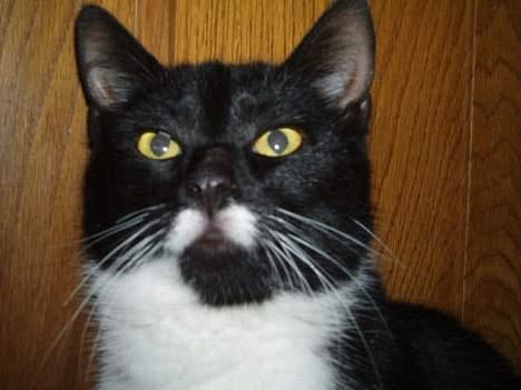 Huskat jasmin*død* billede 8