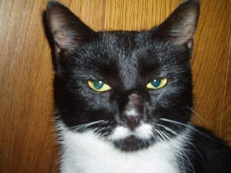 Huskat jasmin*død* billede 9