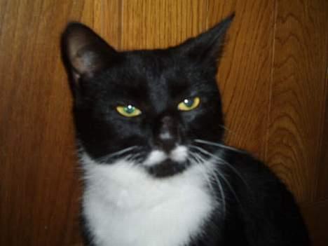 Huskat jasmin*død* billede 10