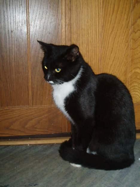 Huskat jasmin*død* billede 11