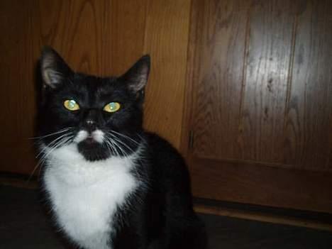 Huskat jasmin*død* billede 12