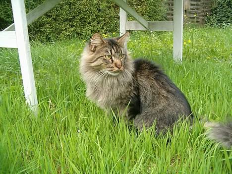 Maine Coon Tazz Tilbage ved ejer billede 12