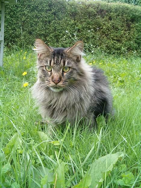 Maine Coon Tazz Tilbage ved ejer billede 13