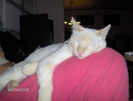 Huskat Punktum - Det sku livet ;) billede 13