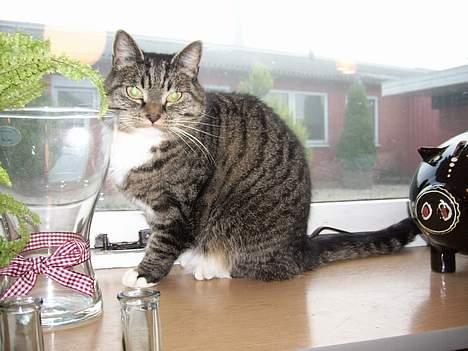 Huskat Miw *død - Hej med dig søde billede 2