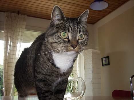 Huskat Miw *død - Hm . skal til at gå mig en lille tur billede 3