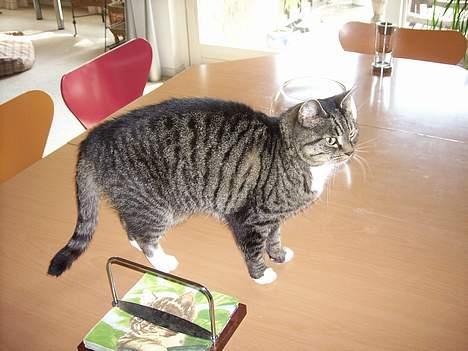 Huskat Miw *død - mig fra siden <3 billede 4