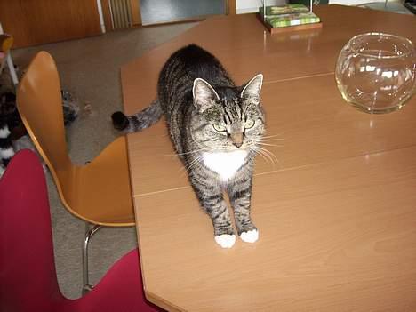 Huskat Miw *død - hej hej .. <333 billede 5