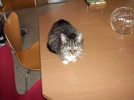 Huskat Miw *død - Jeg er ved at være lidt træt nu ! billede 6