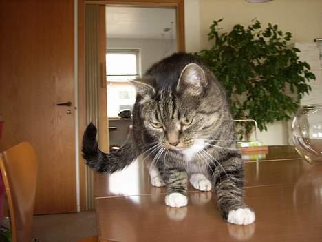 Huskat Miw *død - skal vi lege ?? billede 7