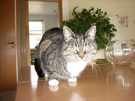 Huskat Miw *død - Jeg er god til at få taget billeder sys jeg selv . hehe billede 8