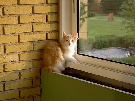 Norsk Skovkat Ol´s Nakuru R.I.P. - Jeg må jo hellere lige gøre mig lidt til for Mor... billede 17