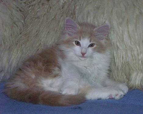 Norsk Skovkat Ol´s Nakuru R.I.P. - Her er jeg ikke så stor endnu. Det her er i min opdrætters hjem.... billede 18