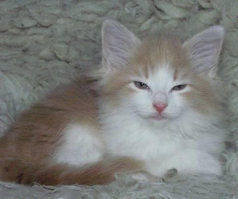 Norsk Skovkat Ol´s Nakuru R.I.P. - Også fra tiden ved min opdrætter. Elsker det tæppe, heldigvis har Mor også sådan et, og jeg elsker at ligge og patte og hygge på det!!! billede 19