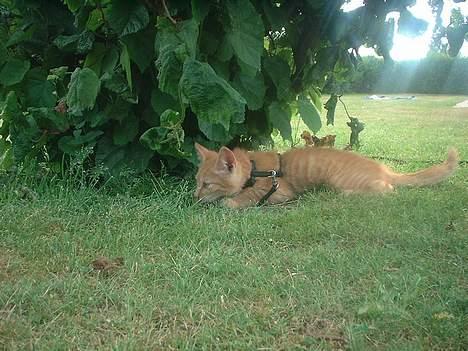 Blanding af racer Eddie - ligger på lur. billede 11