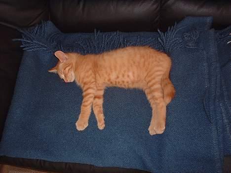 Blanding af racer Eddie - Tar lige en slapper!! billede 12