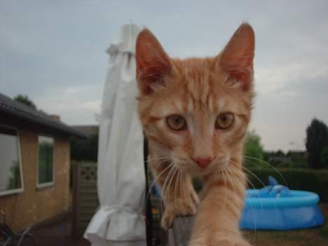 Blanding af racer Eddie - Far hvad er det for en tingest du altig går rundt med?? billede 13