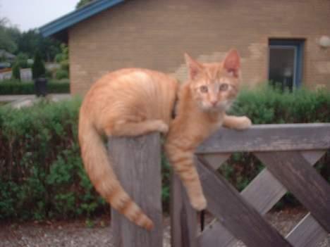 Blanding af racer Eddie - King of the world billede 14