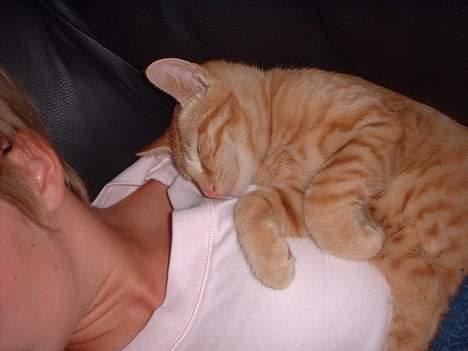 Blanding af racer Eddie - dejligt at sove ved mor billede 15