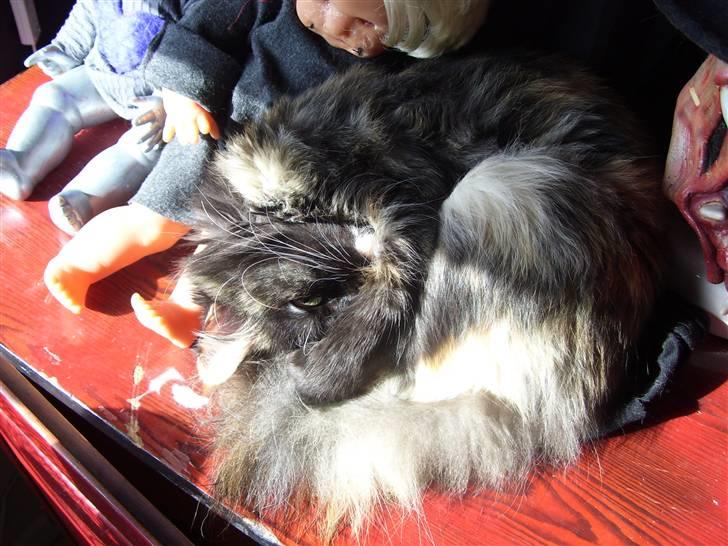 Blanding af racer Cirkeline - Sover i nydningen...  (3 Oktover 2007) billede 17