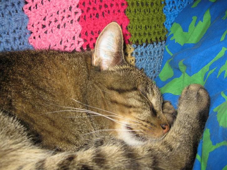 Huskat Bjarne - "Baby" - Mismand - Mismand sover dejligt. Marts 2009 billede 16