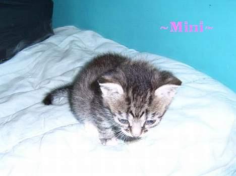 Huskat ~Mini~ billede 1