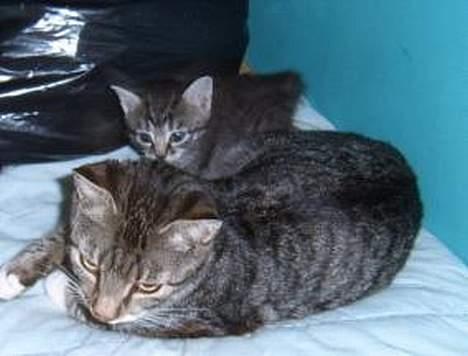 Huskat ~Mini~ billede 2